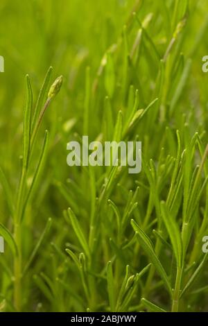 Bis nahe an der jungen Pflanze der Sideritis, auch als ironwort, Mountain Kaffee und Shepherd's Tee genannt, ist eine Pflanzenart aus der Gattung der blühenden Pflanzen für Ihre Bekannten Stockfoto