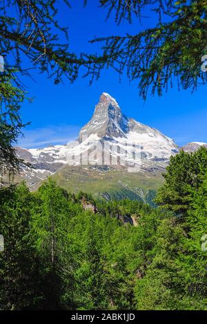 Das Matterhorn (4478 m) und Lärchenwald im Sommer. Zermatt, Wallis, Schweiz Stockfoto