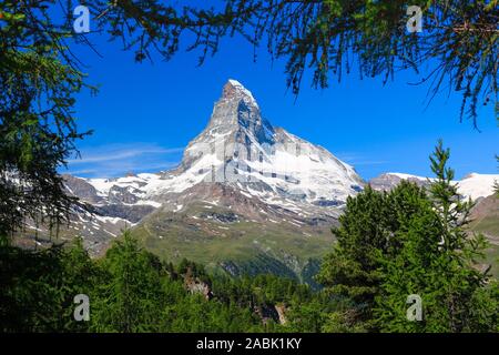 Das Matterhorn (4478 m) und Lärchenwald im Sommer. Zermatt, Wallis, Schweiz Stockfoto