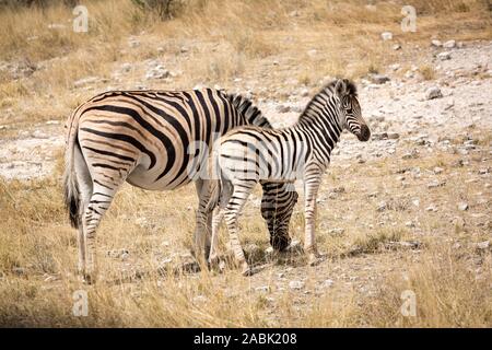 Junge Zebra in der Nähe seiner Mutter, Etosha, Namibia, Afrika Stockfoto