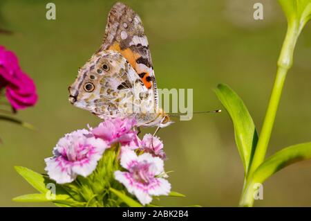 Painted Lady Thistle Butterfly (Vanessa cardui, Cynthia cardui). Butterfly mit geschlossenen Flügeln auf Sequiers Rosa (Dianthus seguieri). Deutschland Stockfoto