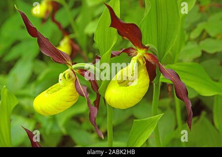 Orchidee Frauenschuh (Cypripedium calceolus), Blumen. Deutschland Stockfoto