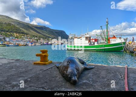 Seal Platform in Kalk Bay, Kapstadt, Südafrika, Dezember 2019 Stockfoto