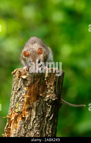 Braune Ratte (Rattus norvegicus). Erwachsenen auf einem Baumstumpf. Deutschland Stockfoto