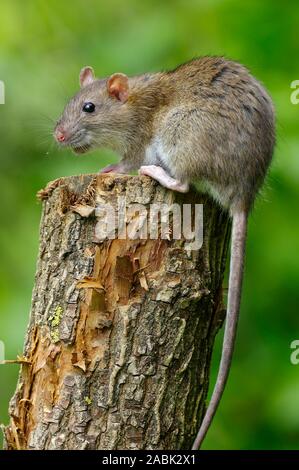 Braune Ratte (Rattus norvegicus). Erwachsenen auf einem Baumstumpf. Deutschland Stockfoto