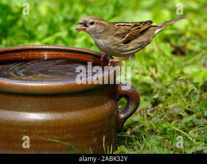 Haussperling (Passer domesticus). Weibliche sittting auf einem Steingut Topf in einen Garten, trinken. Deutschland Stockfoto