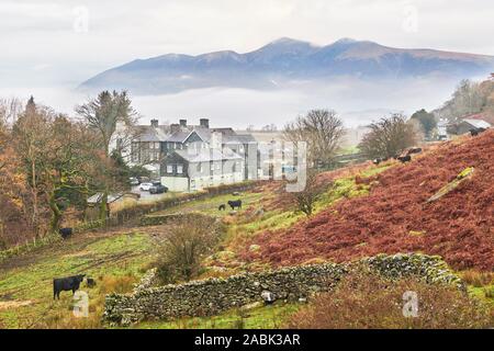 Vieh Feld neben dem Borrowdale Hotel am Ufer des Wolke See Derwentwater, Borrowdale, Lake District, Cumbria, England, mit Maiden moo Stockfoto