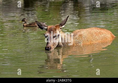 Red Deer (Cervus elaphus). Eine Hirschkuh steht in einem flachen Wald Teich, badet und Getränke. Eine Stockente schwimmt, fliegt die Mühe des Tieres. Deutschland Stockfoto