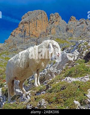 Hausschafe, Tiroler Bergschaf, vor der Lienzer Dolomiten. Tirol, Österreich Stockfoto