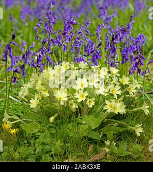 Blühende gemeinsame Cowslips (Primula Veris) und Englisch Bluebell (Hyacinthoides nonscripta) Blüte im Wald, Essex, Großbritannien Stockfoto