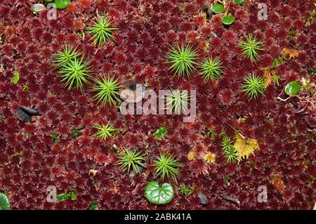 Rote stumpf-leaved bogmoss (Sphagnum palustre) und zwischen einigen anderen Moosen (Polytrichum formosum) in einem Sumpf Sumpf in den Alpen auf einer Höhe von 1600m. Österreich.. Stockfoto