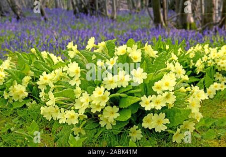 Blühende gemeinsame Cowslips (Primula Veris) und Englisch Bluebell (Hyacinthoides nonscripta) Blüte im Wald, Essex, Großbritannien Stockfoto