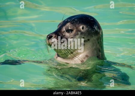 Nahaufnahme der Kopf eines Hafens oder Seehund (Phoca vitulina) in Seal Sanctuary Ecomare auf der Insel Texel, Niederlande Stockfoto