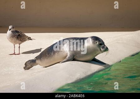 Seehund (Phoca vitulina) und ein Besuch im Seagull Seal Sanctuary Ecomare auf der Insel Texel, Niederlande Stockfoto