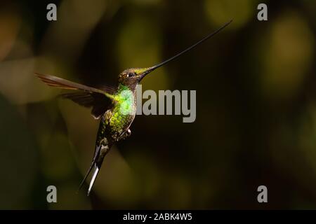 Schwert-billed Hummingbird - Ensifera ensifera, beliebten langen Schnabel hummingbird von Andinen Pisten von Südamerika, Yanacocha, Ecuador. Stockfoto