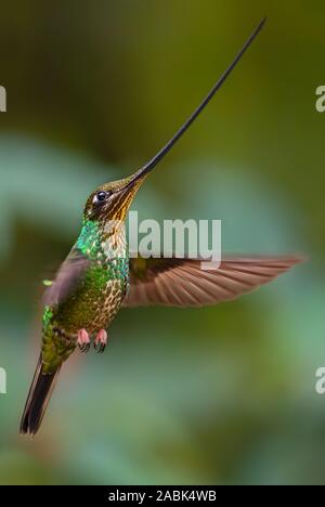 Schwert-billed Hummingbird - Ensifera ensifera, beliebten langen Schnabel hummingbird von Andinen Pisten von Südamerika, Yanacocha, Ecuador. Stockfoto