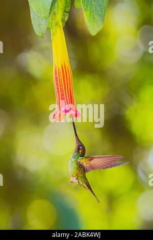 Schwert-billed Hummingbird - Ensifera ensifera, beliebten langen Schnabel hummingbird von Andinen Pisten von Südamerika, Yanacocha, Ecuador. Stockfoto