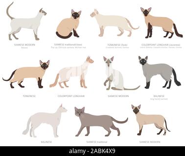 Typ Siam Katzen, Colourpoint. Katze Rassen und Mischlinge Sammlung auf Weiß isoliert. Flat Style eingestellt. Vector Illustration Stock Vektor