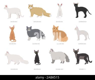 Typ Rex Katzen. Katze Rassen und Mischlinge Sammlung auf Weiß isoliert. Flat Style eingestellt. Vector Illustration Stock Vektor