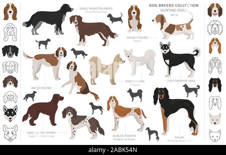 Jagdhunde Sammlung auf weißem Clipart isoliert. Flat Style. Andere Farbe, Porträts und Silhouetten. Vector Illustration Stock Vektor