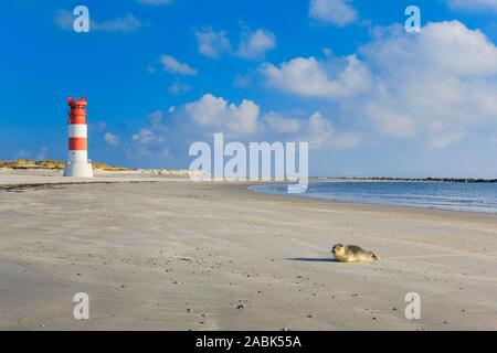 Leuchtturm und Seehunde (Phoca vitulina) auf der Insel Duene. Helgoland, Schleswig-Holstein, Deutschland Stockfoto