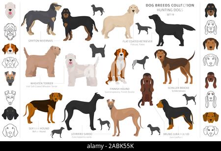 Jagdhunde Sammlung auf weißem Clipart isoliert. Flat Style. Andere Farbe, Porträts und Silhouetten. Vector Illustration Stock Vektor