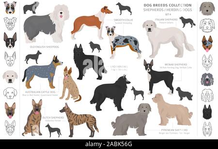 Hirten- und Hütehunde Sammlung auf Weiß isoliert. Flat Style. Andere Farbe und Herkunftsland. Vector Illustration Stock Vektor