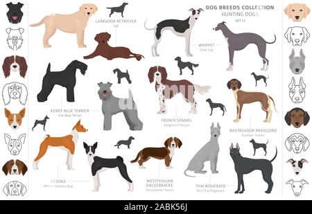 Jagdhunde Sammlung auf weißem Clipart isoliert. Flat Style. Andere Farbe, Porträts und Silhouetten. Vector Illustration Stock Vektor