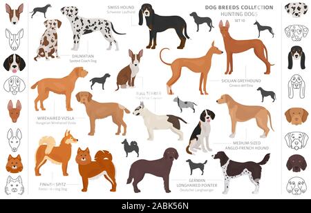 Jagdhunde Sammlung auf weißem Clipart isoliert. Flat Style. Andere Farbe, Porträts und Silhouetten. Vector Illustration Stock Vektor