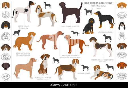 Jagdhunde Sammlung auf weißem Clipart isoliert. Flat Style. Andere Farbe, Porträts und Silhouetten. Vector Illustration Stock Vektor