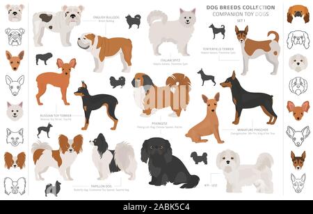 Begleiter und Miniatur Spielzeug hunde Sammlung auf Weiß isoliert. Flat Style. Andere Farbe und Herkunftsland. Vector Illustration Stock Vektor