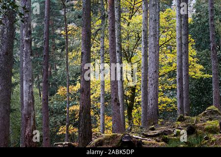 Buche in einem Pinienwald. Herbst in Torridon, Wester Ross, Highland, Schottland Stockfoto