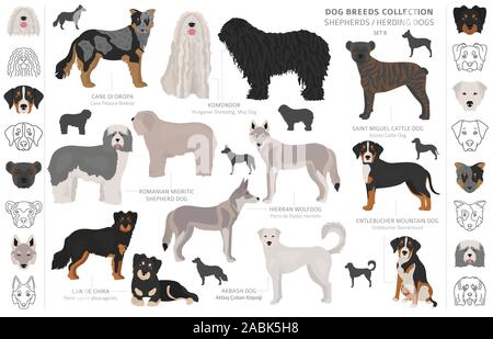 Hirten- und Hütehunde Sammlung auf Weiß isoliert. Flat Style. Andere Farbe und Herkunftsland. Vector Illustration Stock Vektor