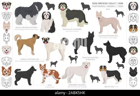 Hirten- und Hütehunde Sammlung auf Weiß isoliert. Flat Style. Andere Farbe und Herkunftsland. Vector Illustration Stock Vektor