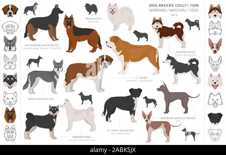 Arbeiten, Service und beobachten Hunde Sammlung isoliert auf Weiss. Flat Style. Andere Farbe und Herkunftsland. Vector Illustration Stock Vektor