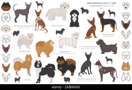 Begleiter und Miniatur Spielzeug hunde Sammlung auf Weiß isoliert. Flat Style. Andere Farbe und Herkunftsland. Vector Illustration Stock Vektor