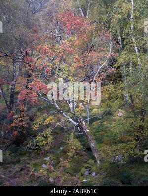 Rowan Tree in Wald, Torridon, Wester Ross, Highland, Schottland Stockfoto