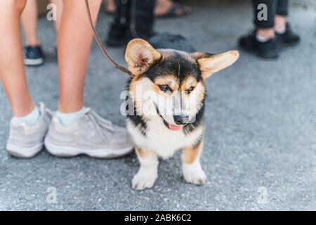 Tricolor Welsh Corgi Welpen ist sitzend zu den Füßen seines Meisters. Der Hund ist sehr lustig und nett. Bild horizontal Stockfoto