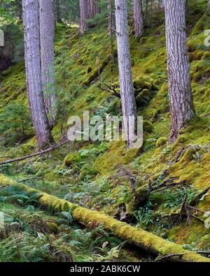 Douglas Tannen auf der Tweedmouth Trail in Plodda fällt, in der Nähe von Tomich, Strathglass, Inverness, Highland, Schottland. Stockfoto