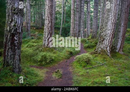 Douglas Tannen auf der Tweedmouth Trail in Plodda fällt, in der Nähe von Tomich, Strathglass, Inverness, Highland, Schottland. Stockfoto