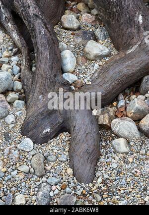 Baumwurzeln auf Pebble Beach, Glen Affric, Schottland Stockfoto