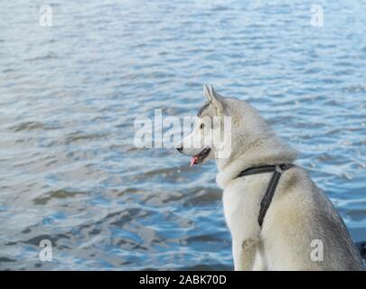 Seite Porträt der schönen Husky auf dem Wasser Hintergrund. Hund hat eine bräunlich-grau-weißen Mantel, strahlend blauen Augen und die Zunge hängt von seinem Mund. Kopieren s Stockfoto