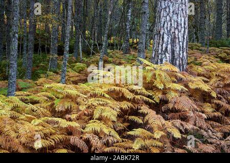 Scots Pine Tree Trunk und Adlerfarn im Herbst, Glen Affric, Inverness, Highland, Schottland Stockfoto