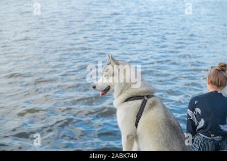 Seite Portrait von Nizza husky. Hund hat eine bräunlich-grau-weißen Mantel, strahlend blauen Augen und die Zunge hängt von seinem Mund. Husky sieht sehr schön und Stockfoto