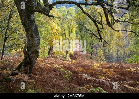 Silber Birken im Herbst, Glen Affric, Inverness, Highland, Schottland Stockfoto