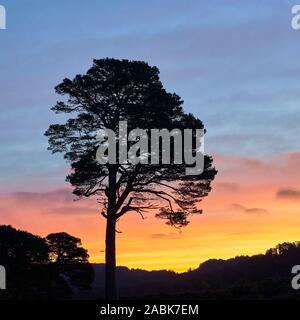 Single Föhren durch den Sonnenaufgang Silhouette, Glen Affric, Inverness, Highland, Schottland. Stockfoto