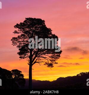 Single Föhren durch den Sonnenaufgang Silhouette, Glen Affric, Inverness, Highland, Schottland. Stockfoto