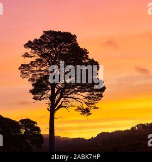 Single Föhren durch den Sonnenaufgang Silhouette, Glen Affric, Inverness, Highland, Schottland. Stockfoto