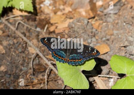 Große Pappel Admiral (Limenitis populi), Male auf ein Blatt. Der Tschechischen Republik Stockfoto