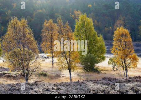 Silber Birken im Herbst Farben und Frost, Glen Affric, Inverness, Highland, Schottland. Stockfoto